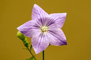 Botanical Garden Etiquette: Simple Rules for Visitors