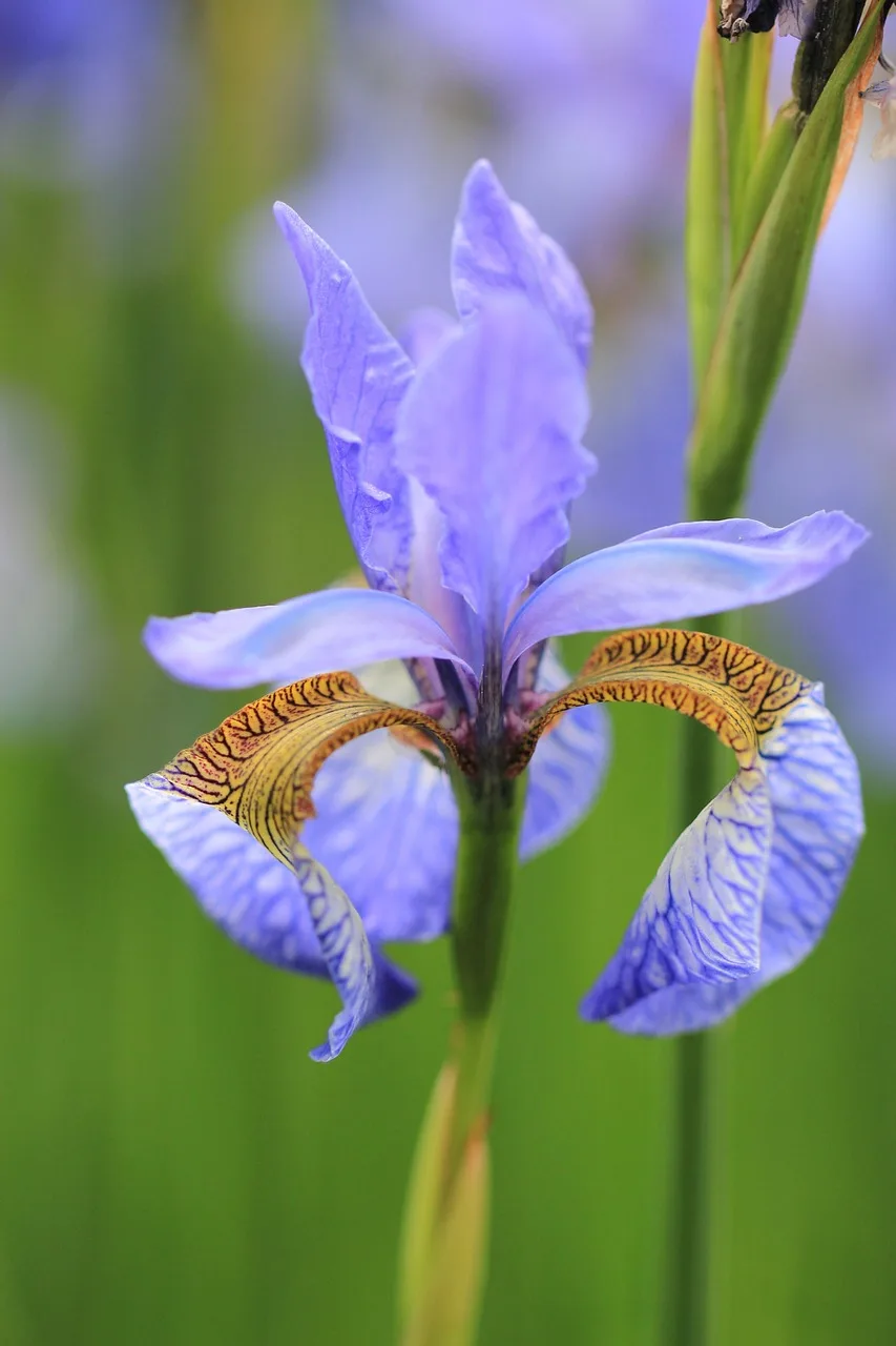 Why botanical garden rules matter