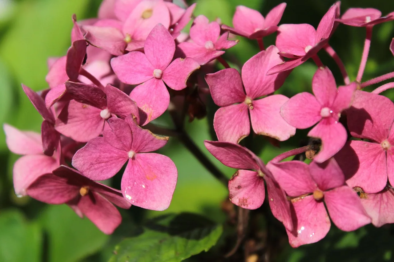 What plants look good together in a garden bed?