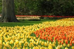 Do Botanical Gardens Allow Professional Photo Shoots?
