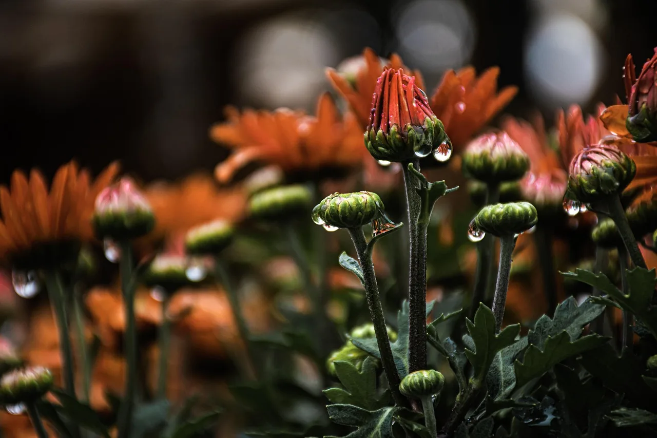 Are botanical gardens open in the rain?