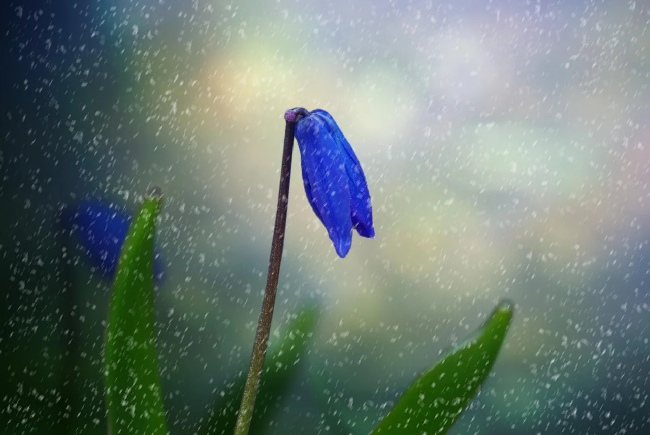 Will a botanical garden close if it rains?
