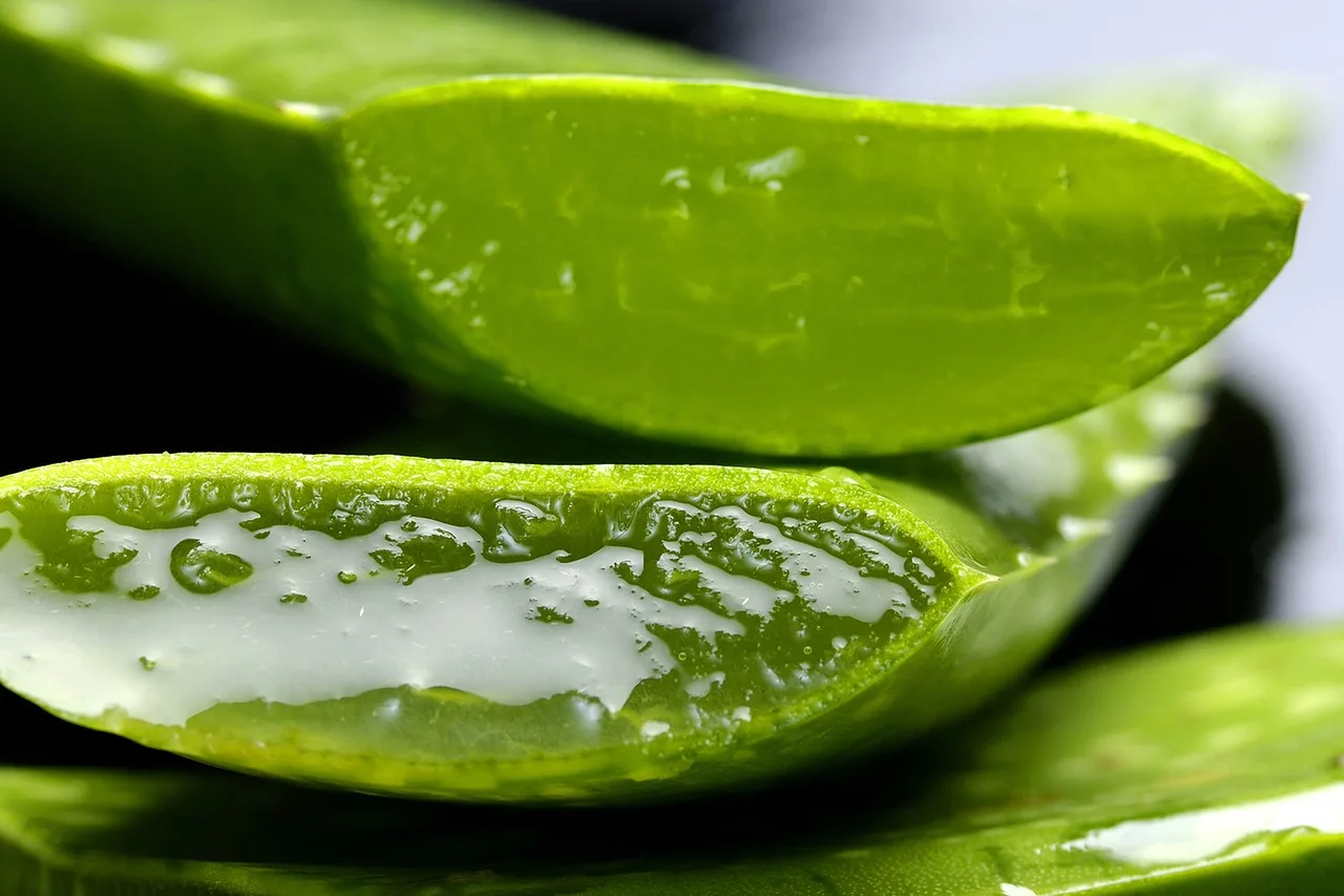 When should I bring my aloe vera inside for winter?