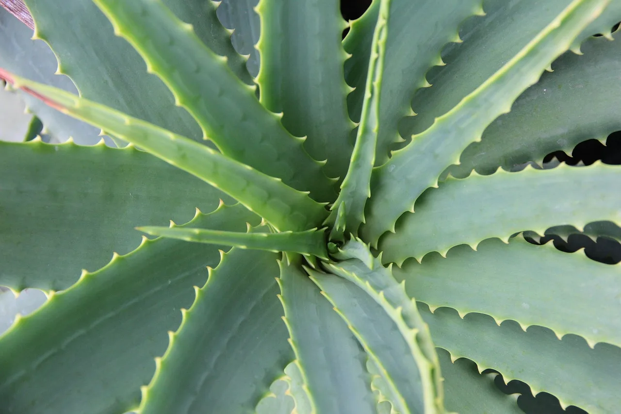 Why are my aloe vera leaves turning soft or mushy in winter?