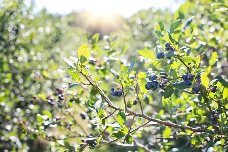 Potted blueberry plants overwintering on a sheltered patio with frost protection