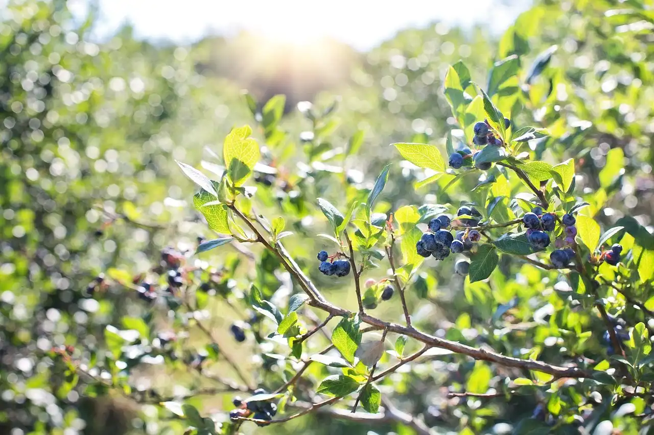 Can blueberry plants stay inside for winter?