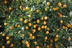 Can You Bring a Lemon Tree Inside for the Winter?