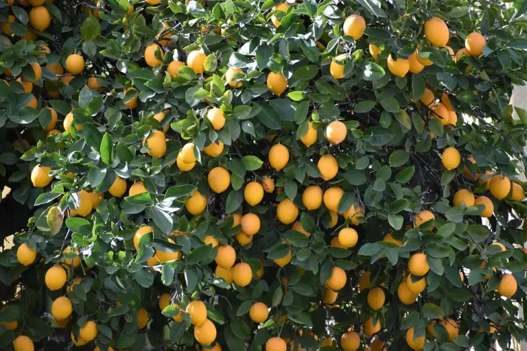 A potted lemon tree is brought into a bright sunroom beside a large window.