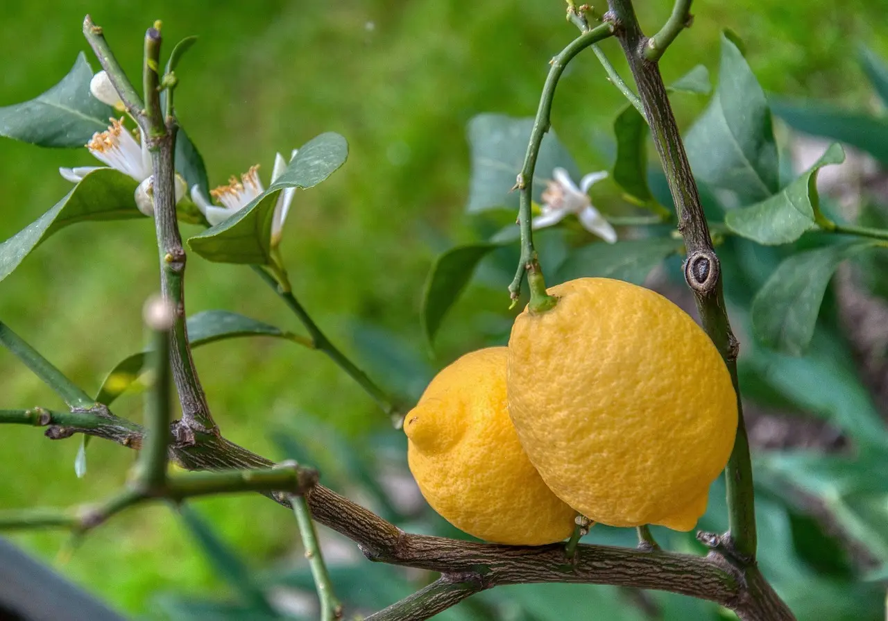 Can you bring a lemon tree inside for winter?