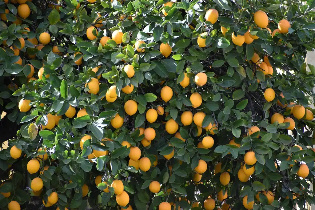 How do you bring a lemon tree inside for the winter?