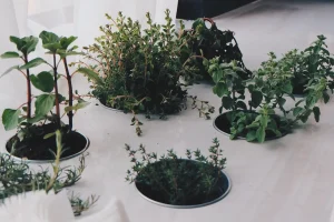 Can You Bring Mint Inside for the Winter?