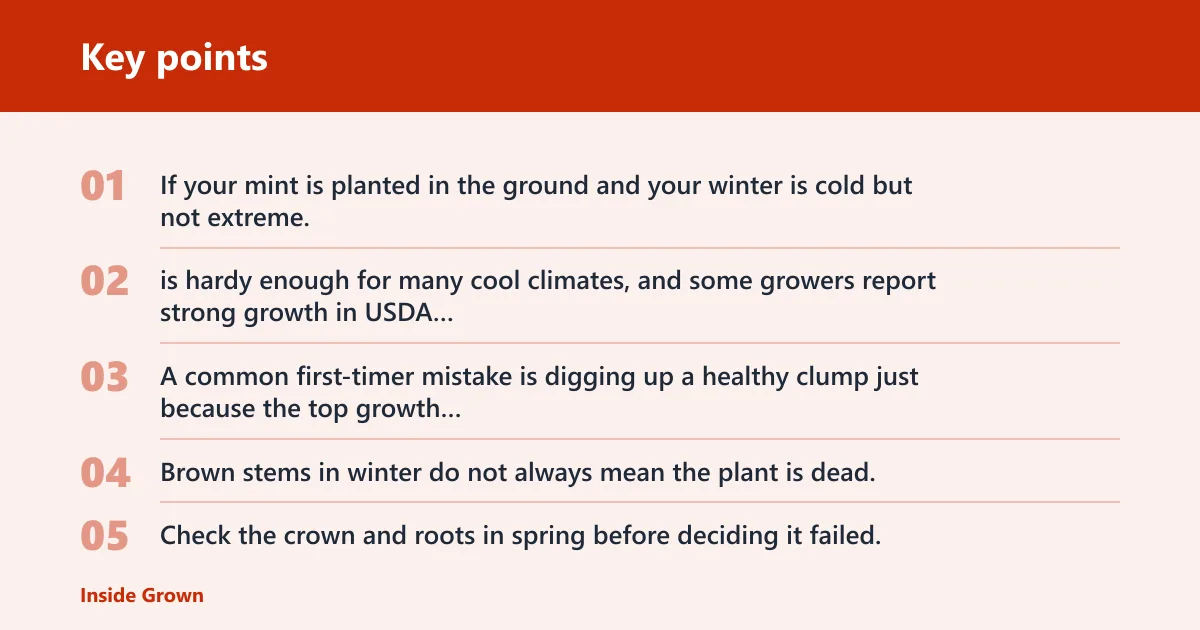 Key points: Can mint stay outside in winter?