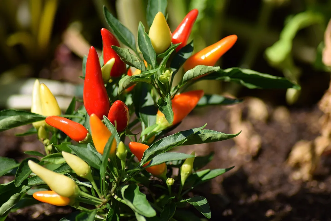 Pepper plant in a pot beside a sunny kitchen window as a gardener brings it indoors for winter