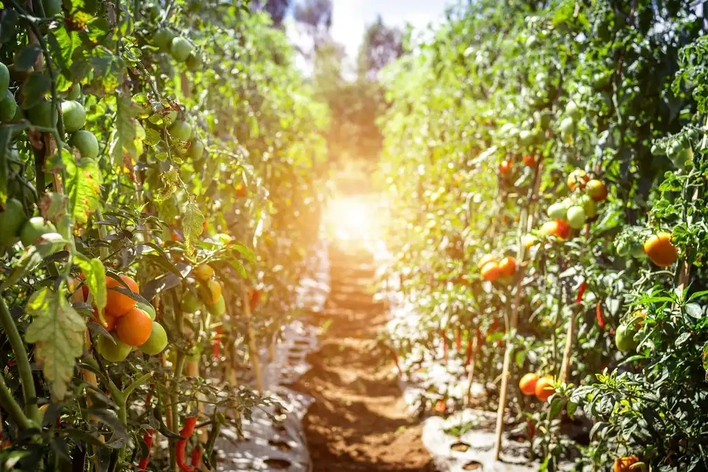 A tomato stem cutting in water beside pruning shears on a wooden table.
