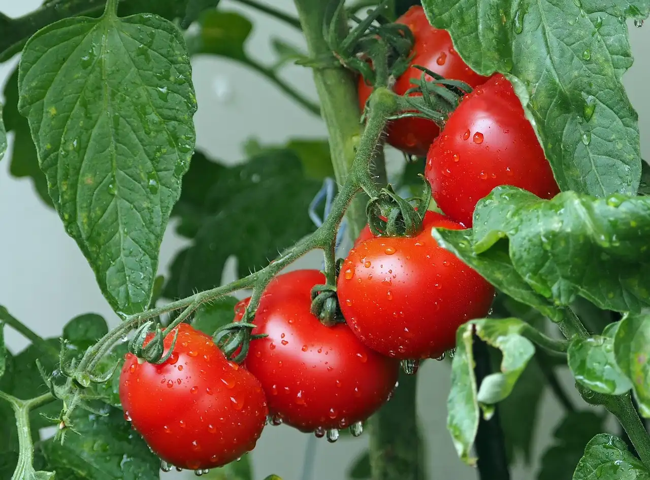 Tomato plants indoors for winter