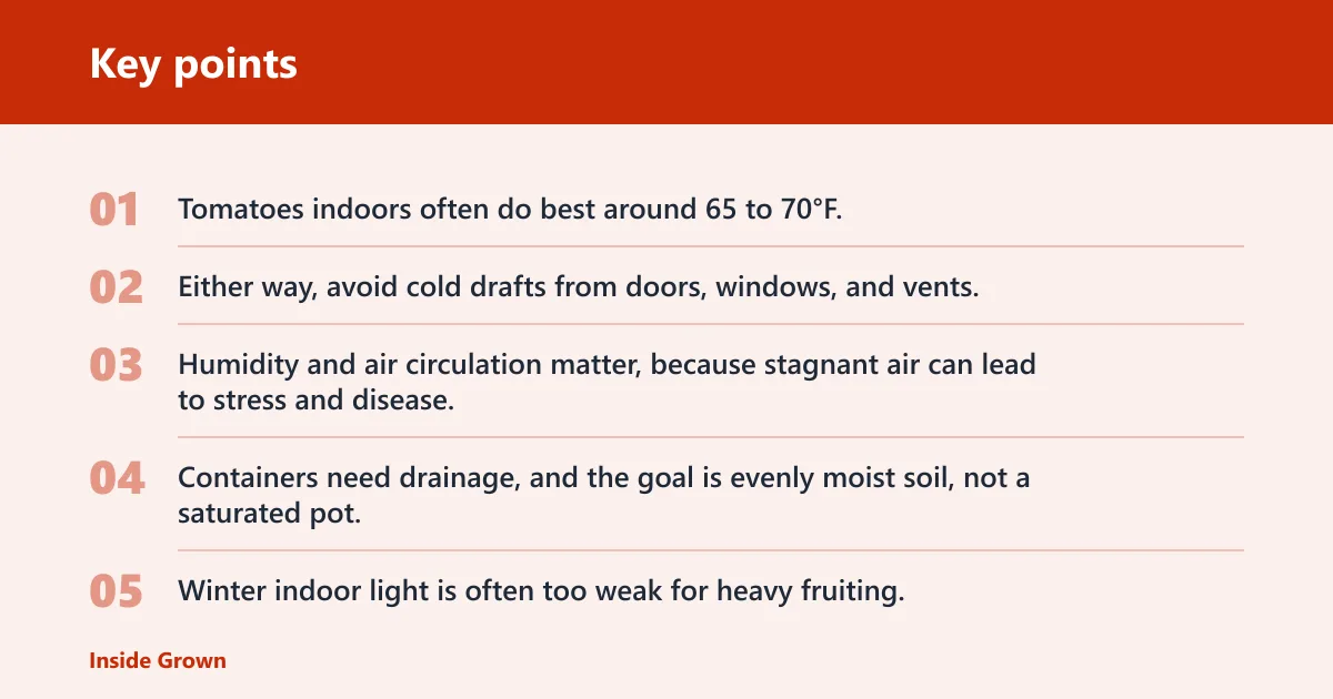 Key points: Tomato winter care indoors