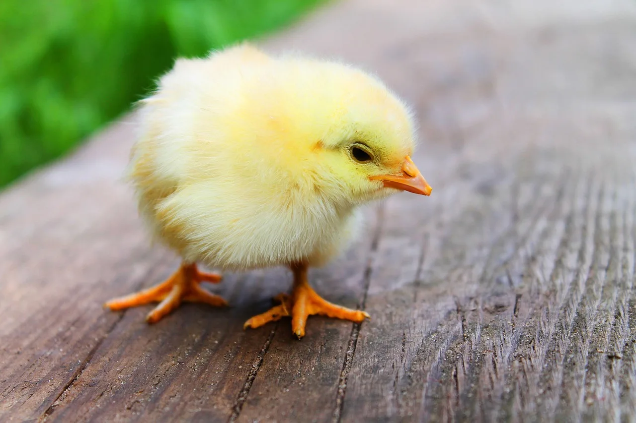 Chicken manure safety decision table