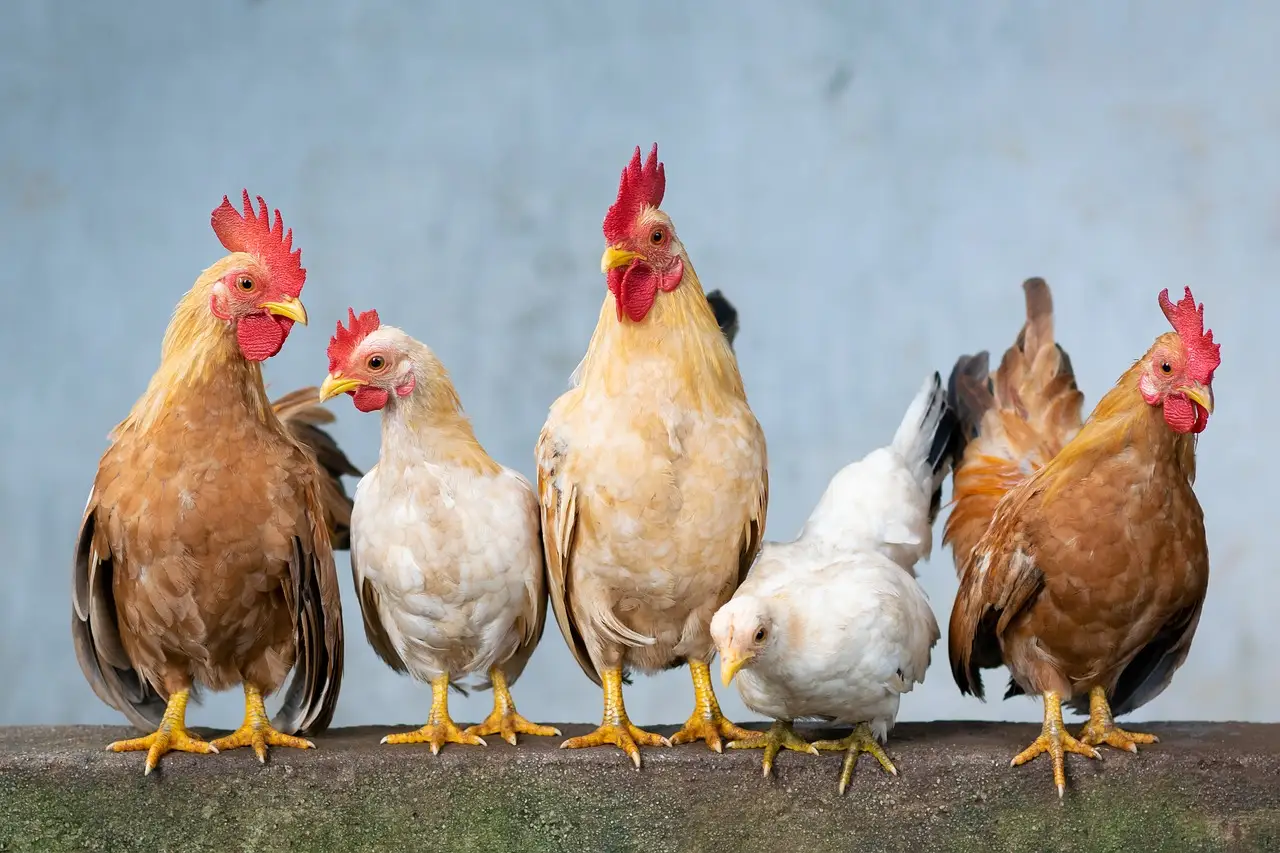How do you use chicken manure safely?