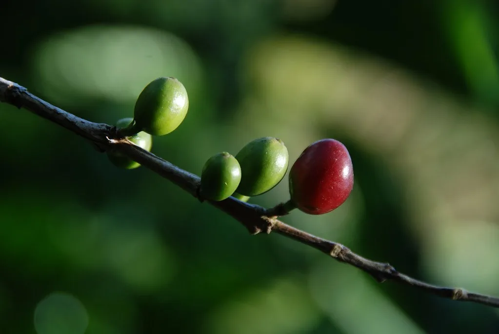 Used coffee grounds sprinkled thinly over soil near young vegetable seedlings