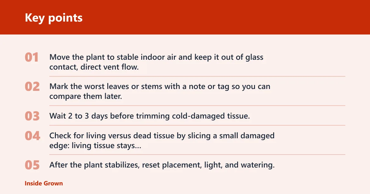 Key points: What should you do right away after a cold draft hurts a plant?