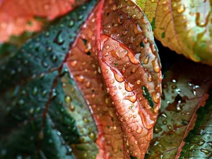 Is Copper Fungicide Safe for Vegetable Gardens? Guide