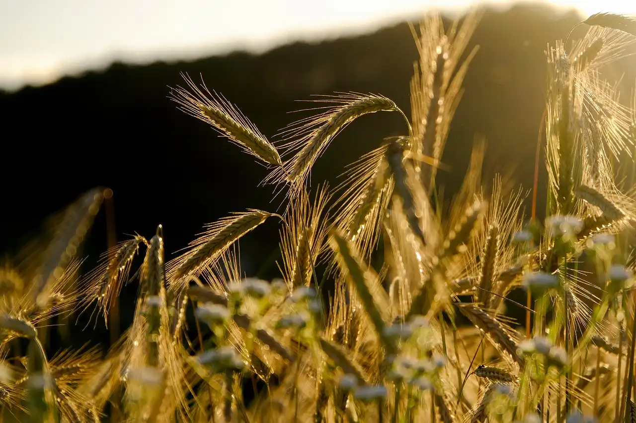 Crop-by-crop: when to use copper, when to avoid it