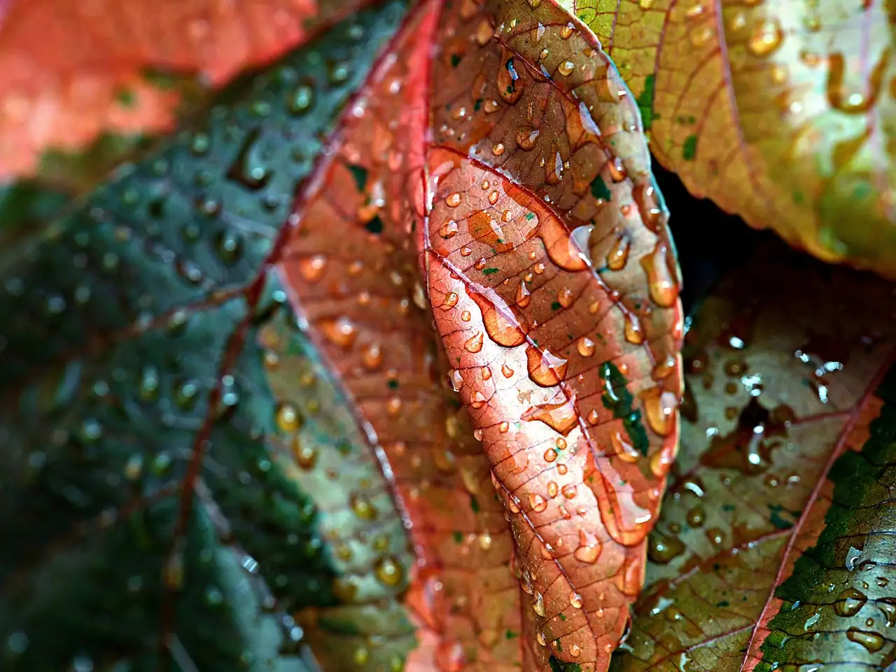 When should you skip copper fungicide entirely?