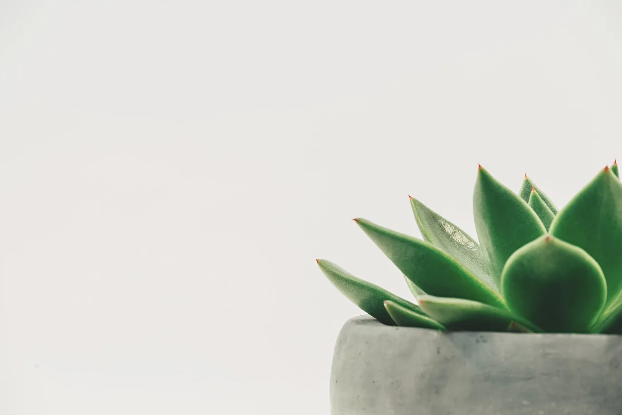 Why are drainage holes important for potted plants?