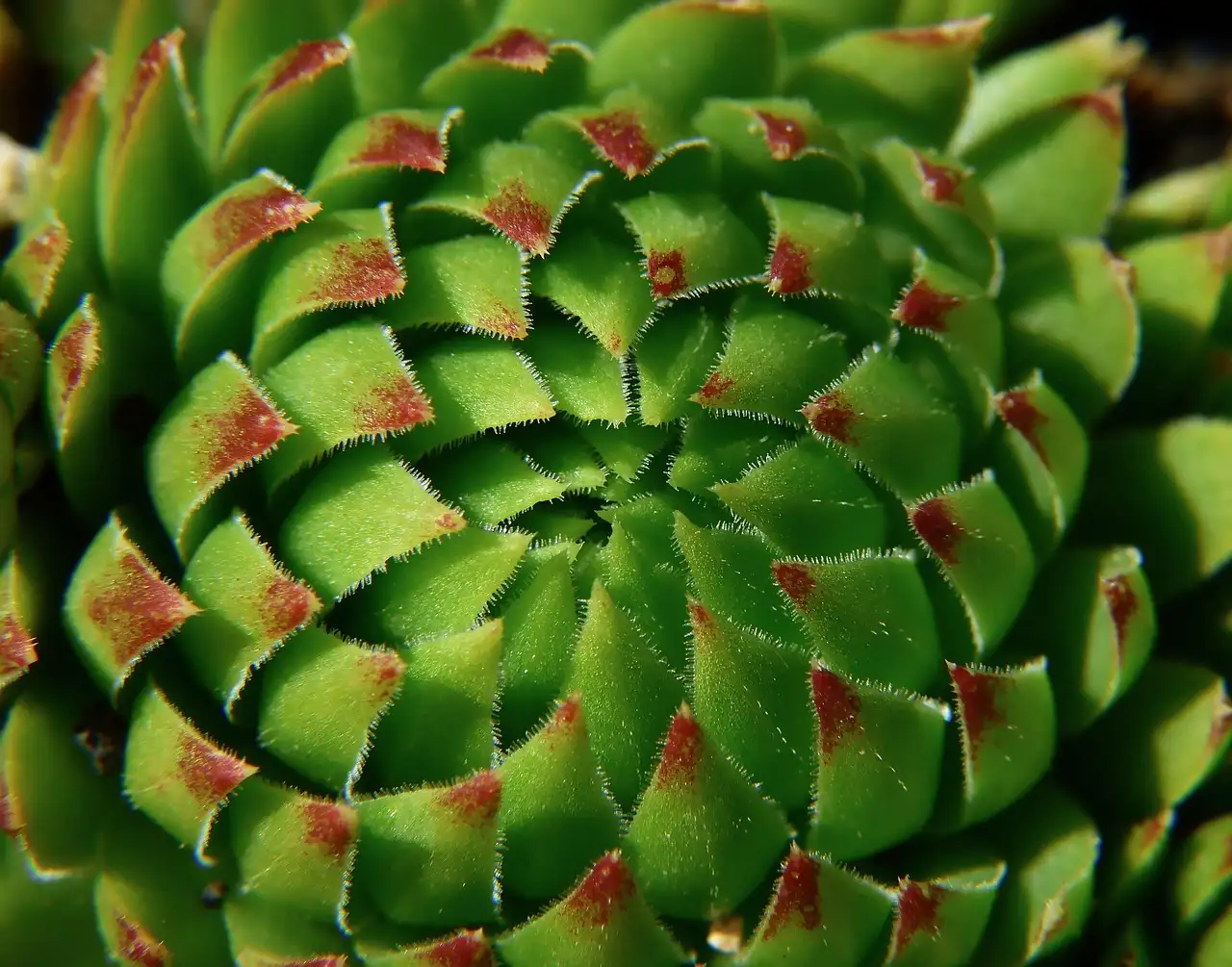 What makes a plant drought-tolerant?