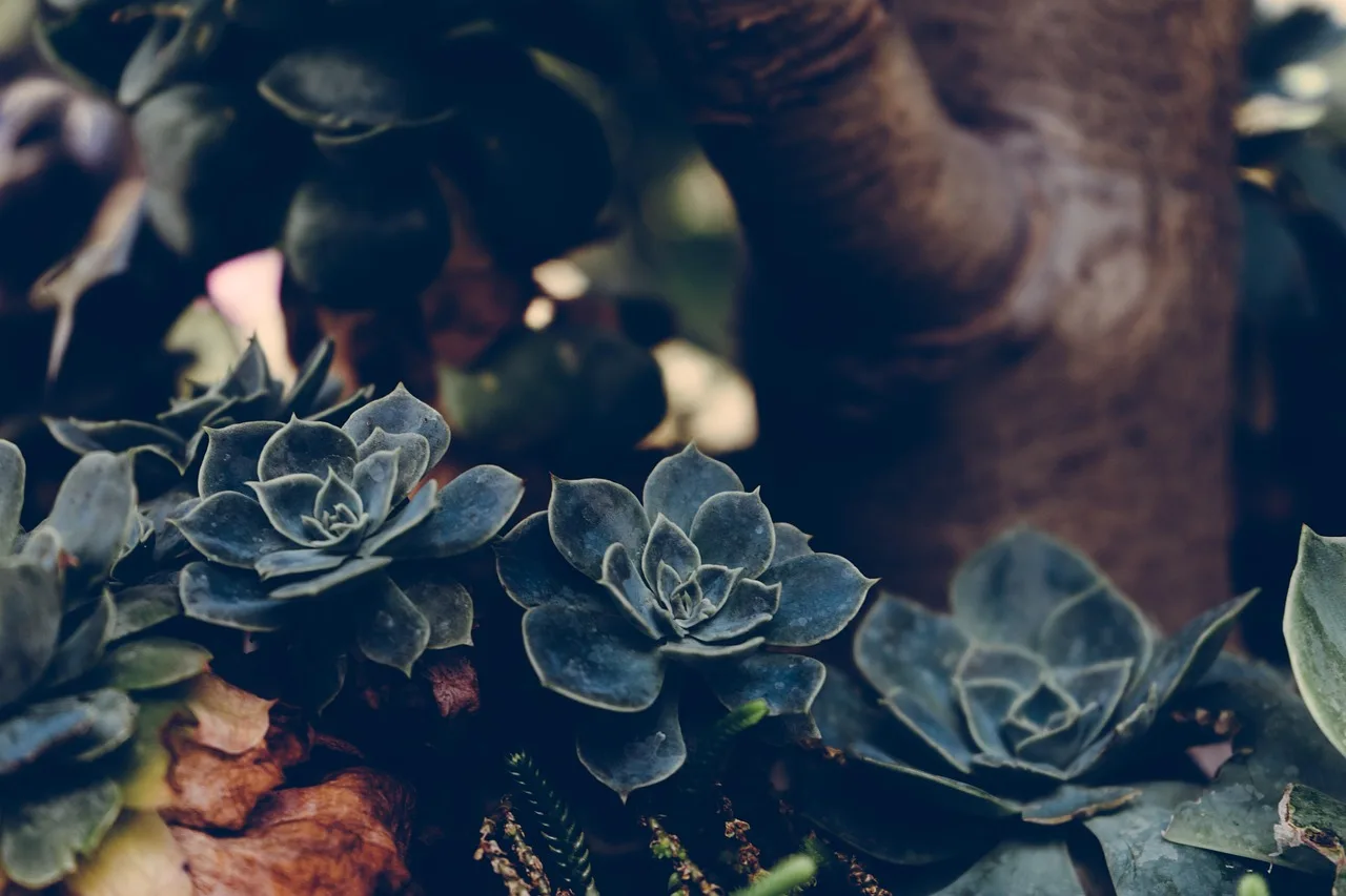 What are the best drought-tolerant plants for botanical garden landscapes?