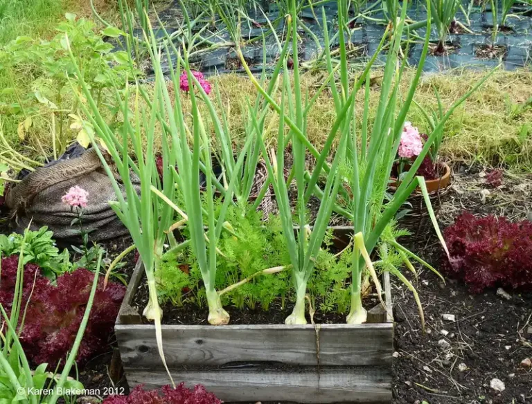 Small garden bed with tomatoes, basil, marigolds, lettuce, and radishes planted in layers
