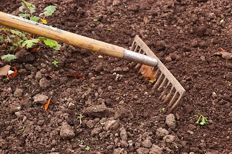 How companion planting works in a small garden