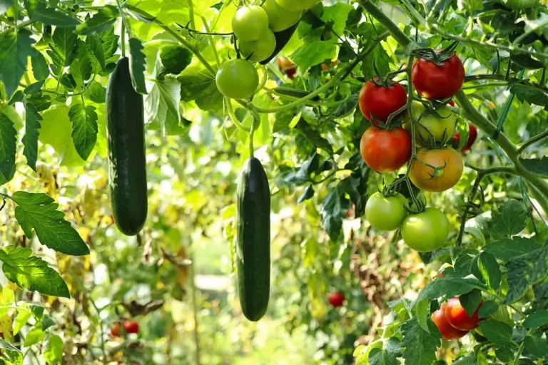 A cucumber trellis in a raised bed with vines climbing while a gardener ties a stem.