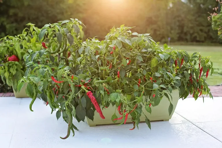 Pepper plants in mixed-size pots on a sunny patio with a watering can and potting mix