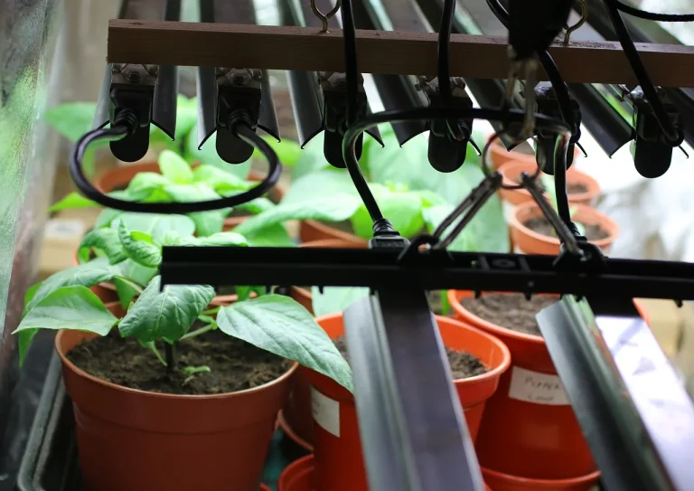 Indoor grow lights above mixed houseplants in a bright room with natural window light.