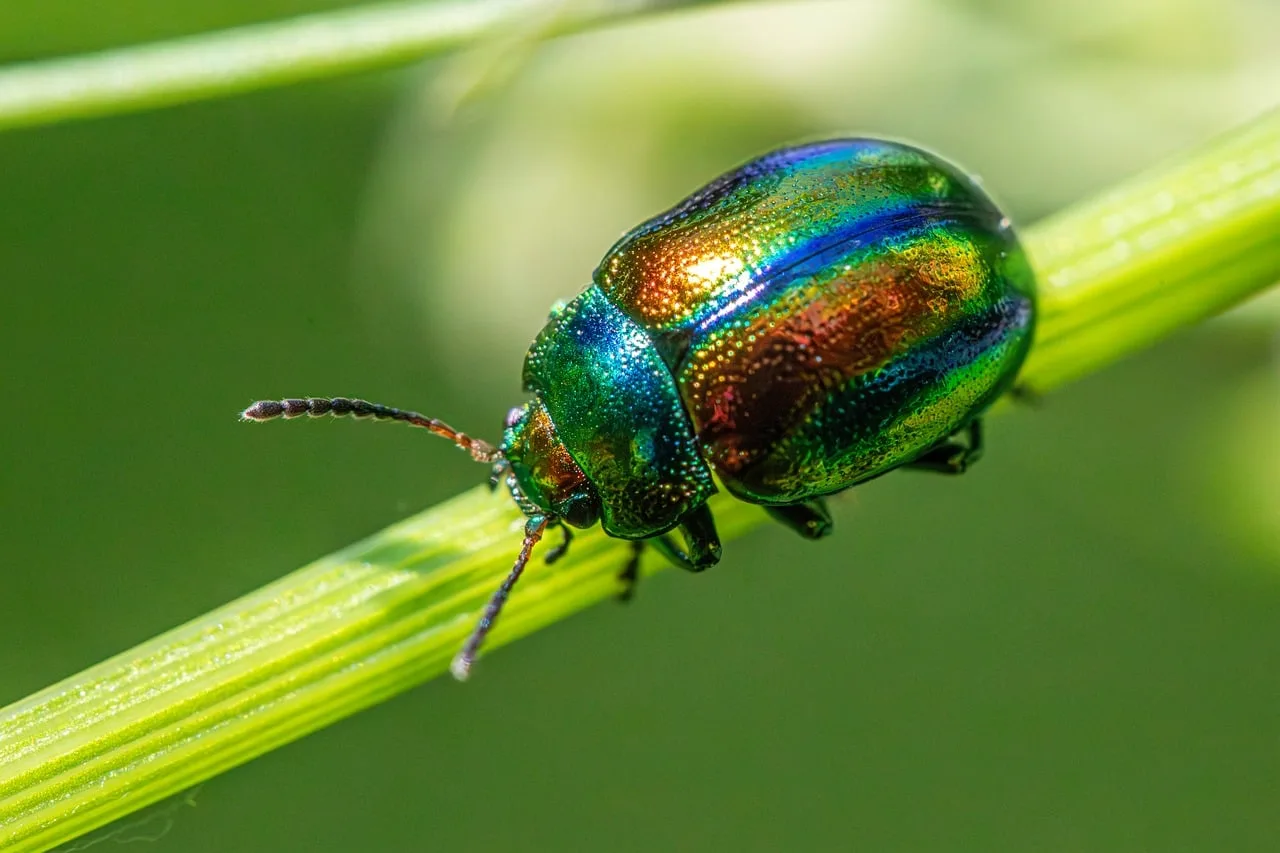 How do you stop smells and pests?