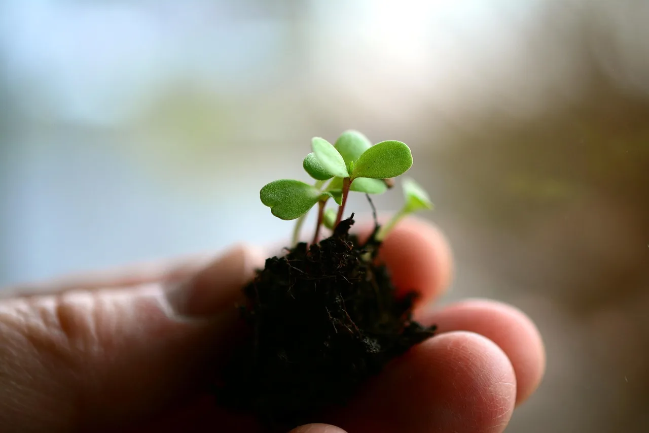 Beginner gardener tending young vegetable seedlings in raised beds with tools and watering can