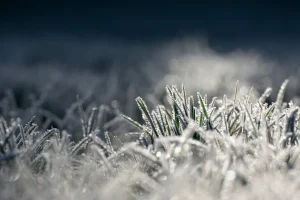 Gardening Techniques for Cold Snaps and Frost Protection