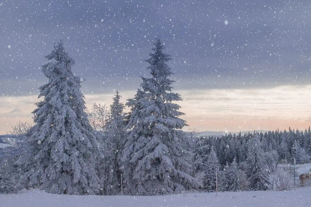 Cold snap frost protection checklist
