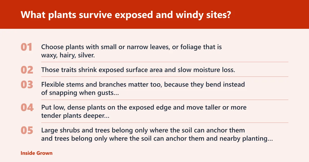Steps: What plants survive exposed and windy sites?