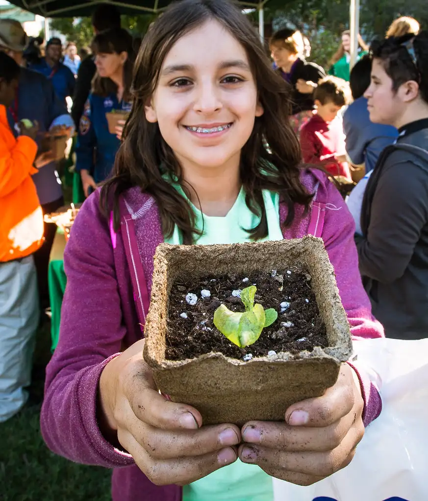 Close-up of a gardener inspecting tender seedlings and moist soil during hardening off