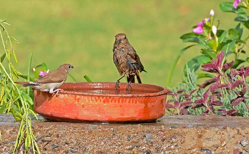 Hand testing dry soil beside mulch, a watering can, and a drip emitter in a garden bed