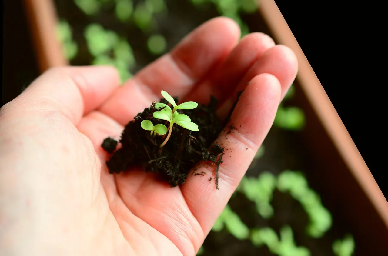 How do you keep a garden alive in extreme heat?