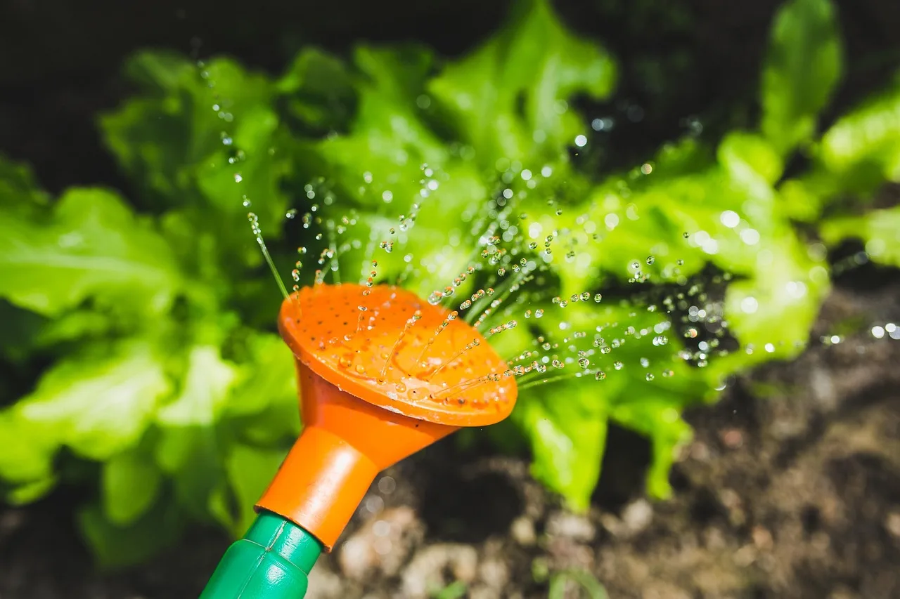 What is the best way to water plants during a heatwave?