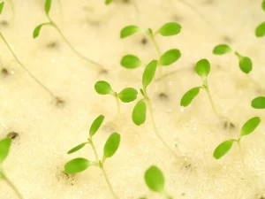 Gardening Techniques for Hydroponic Beginners
