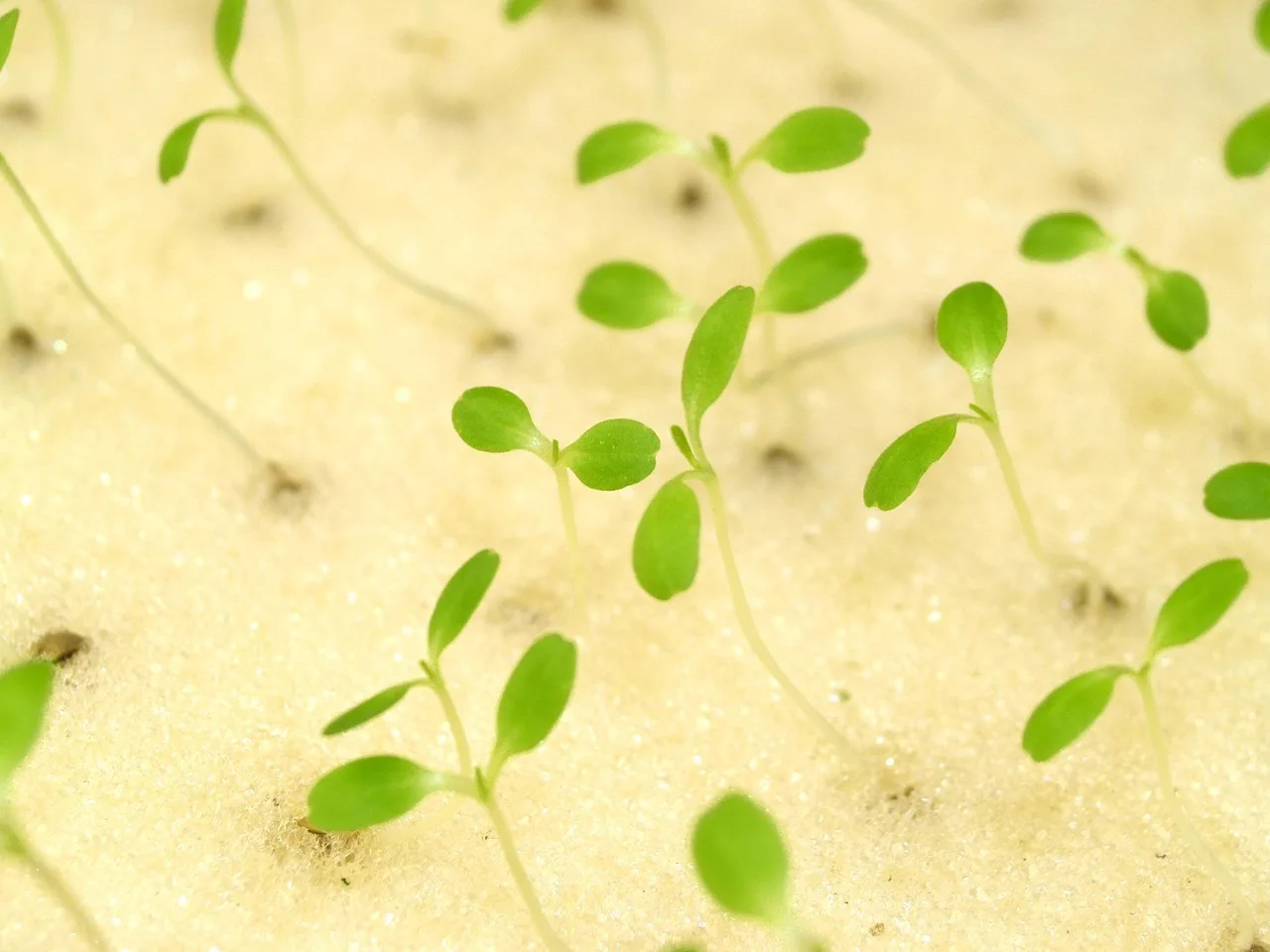 Hydroponic beginner comparing a small countertop setup with seedlings, nutrient bottle, and grow light on a kitchen counter.