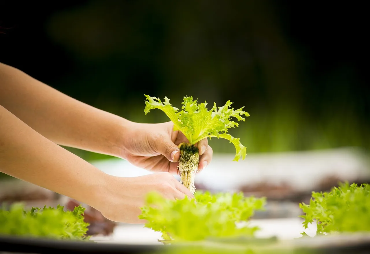 How hydroponics works