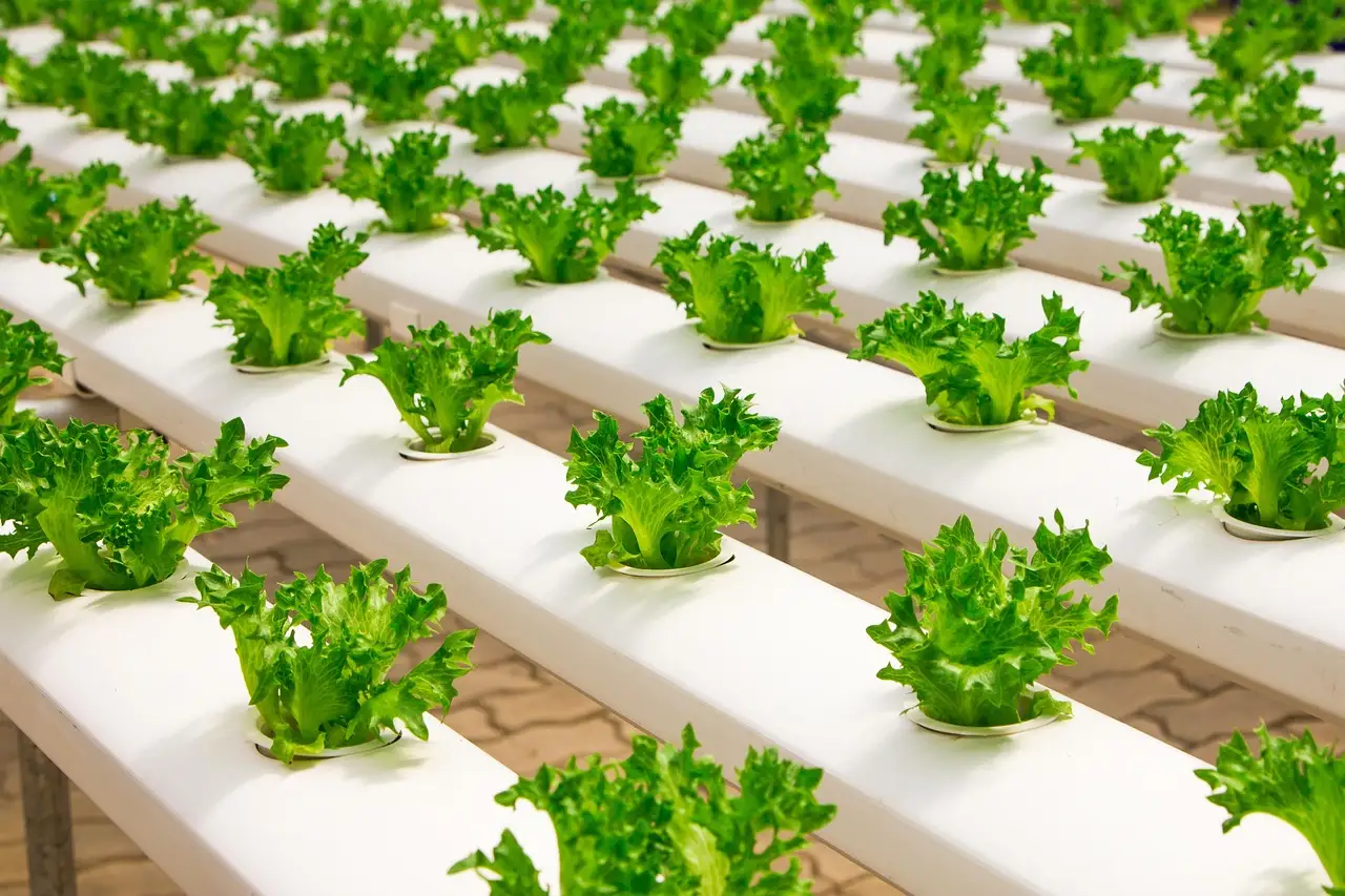 Hydroponic beginner decision matrix