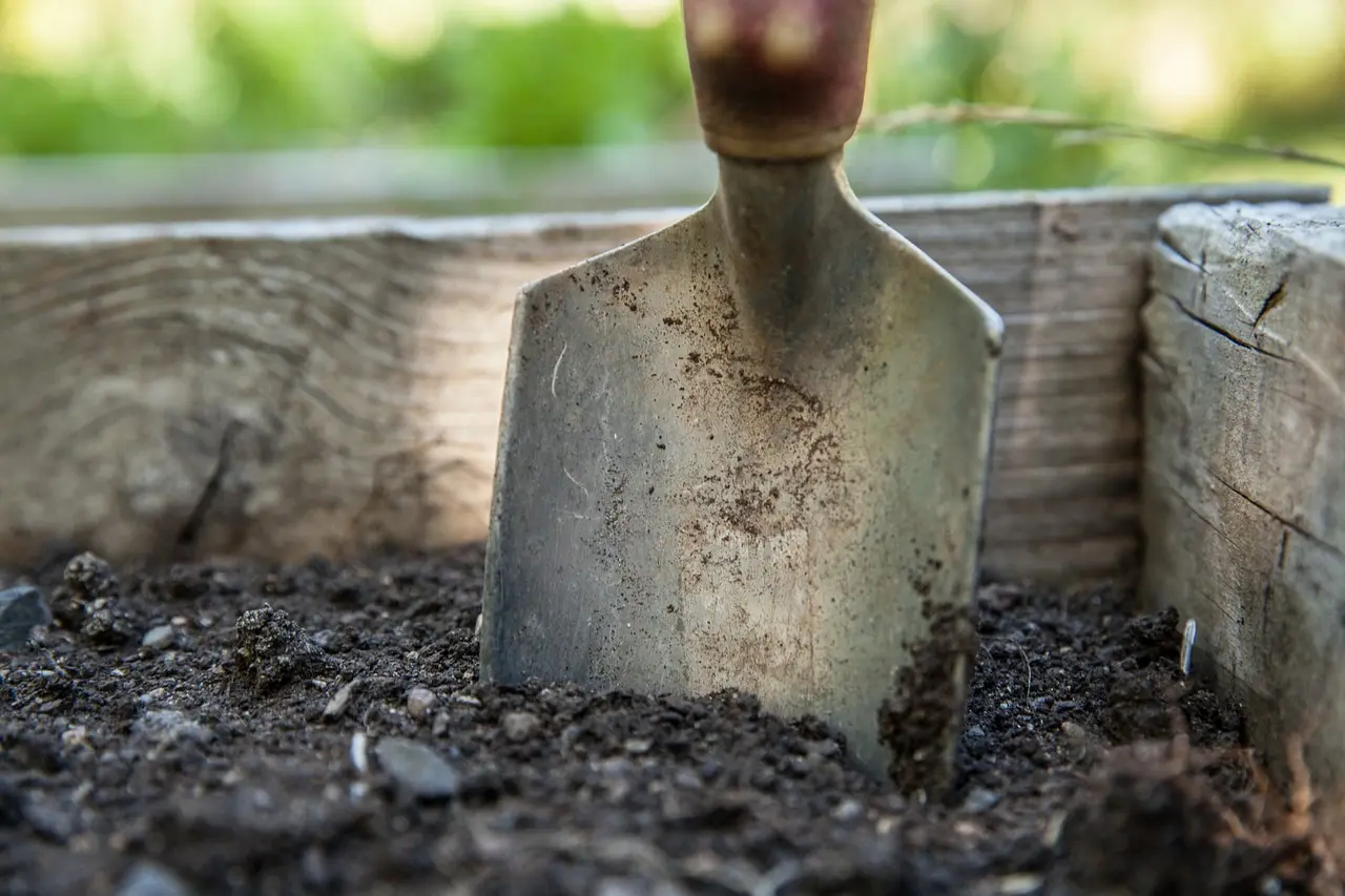 Home gardener kneeling by raised garden beds and checking the soil with a trowel in spring