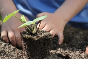 Gardening Techniques for Interplanting Vegetables